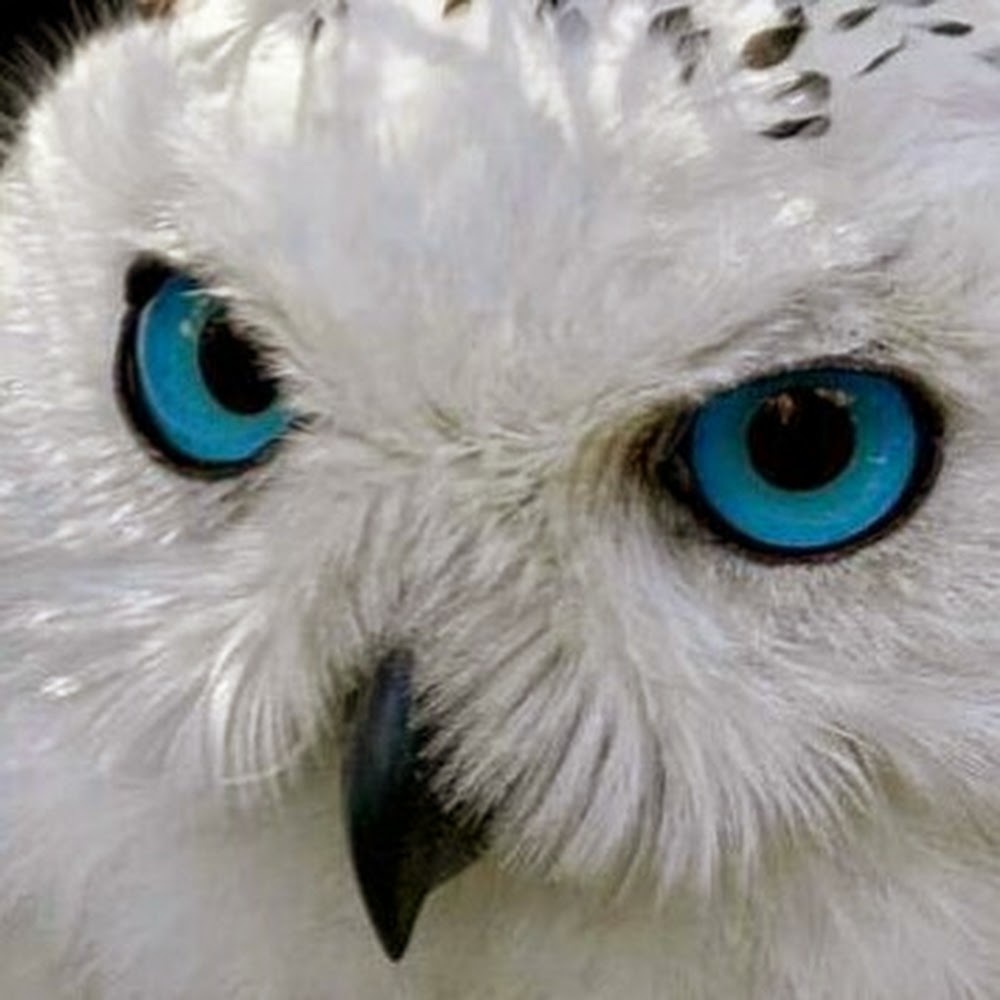 Meet your Posher, Miranda